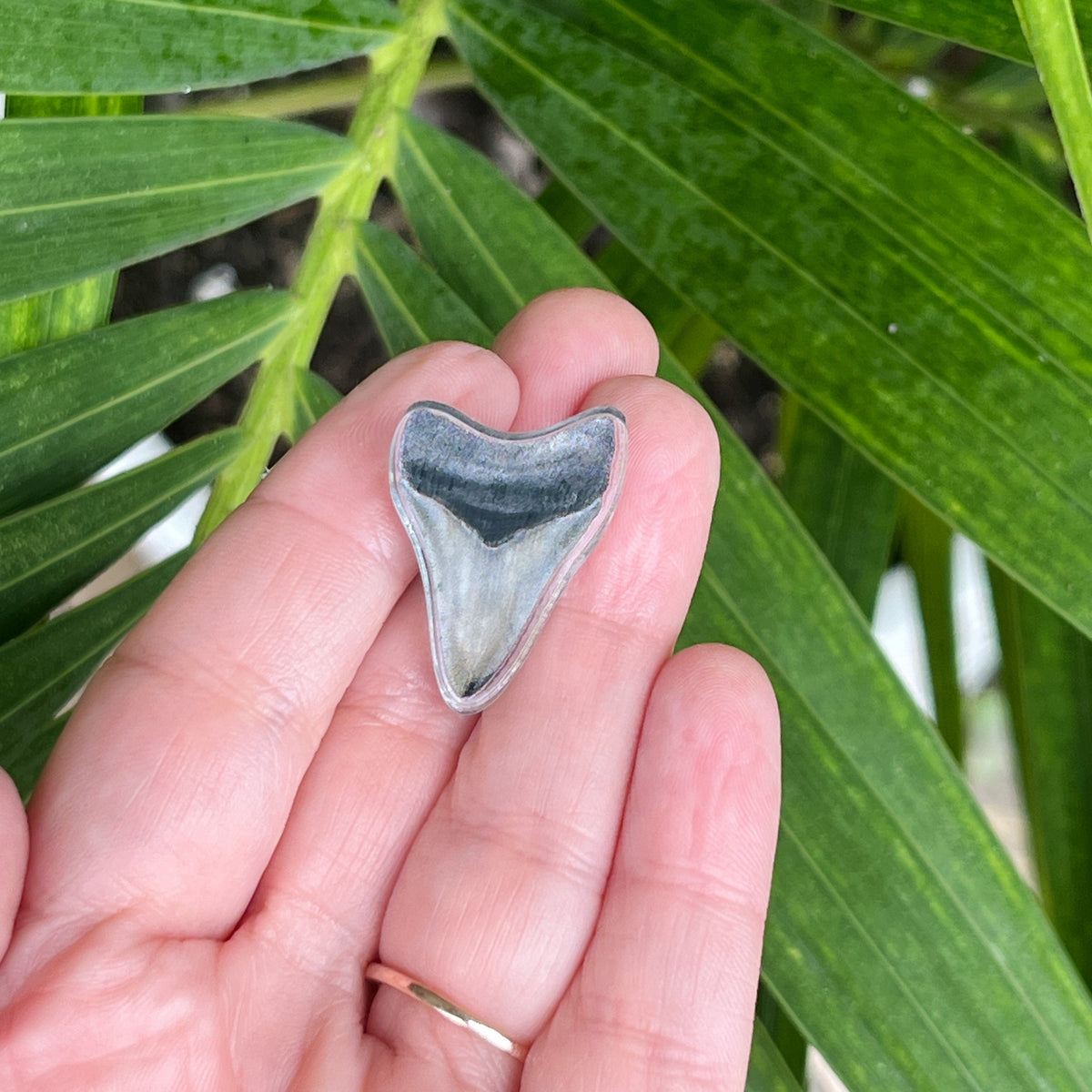 Megalodon Pin