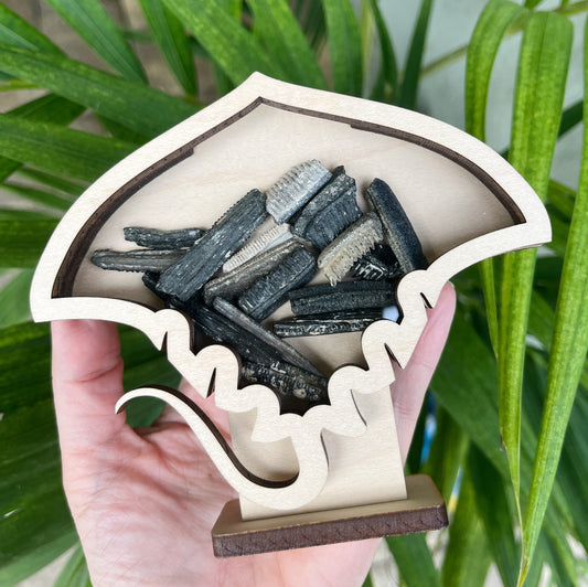Mini Stingray - Wood Finish - Shark Tooth Bank