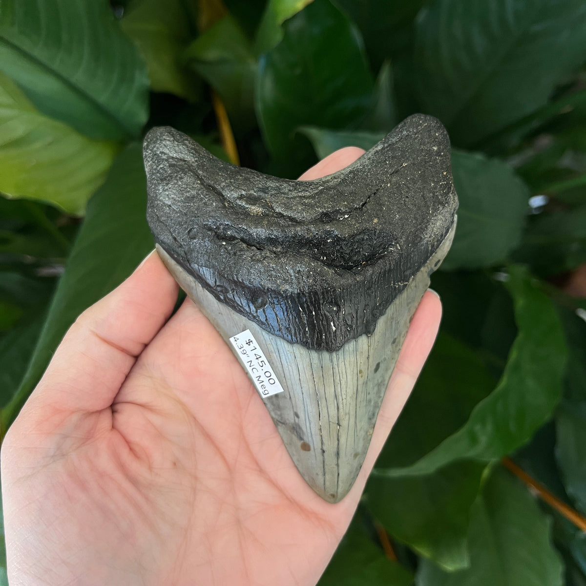 4.39” NC Meg