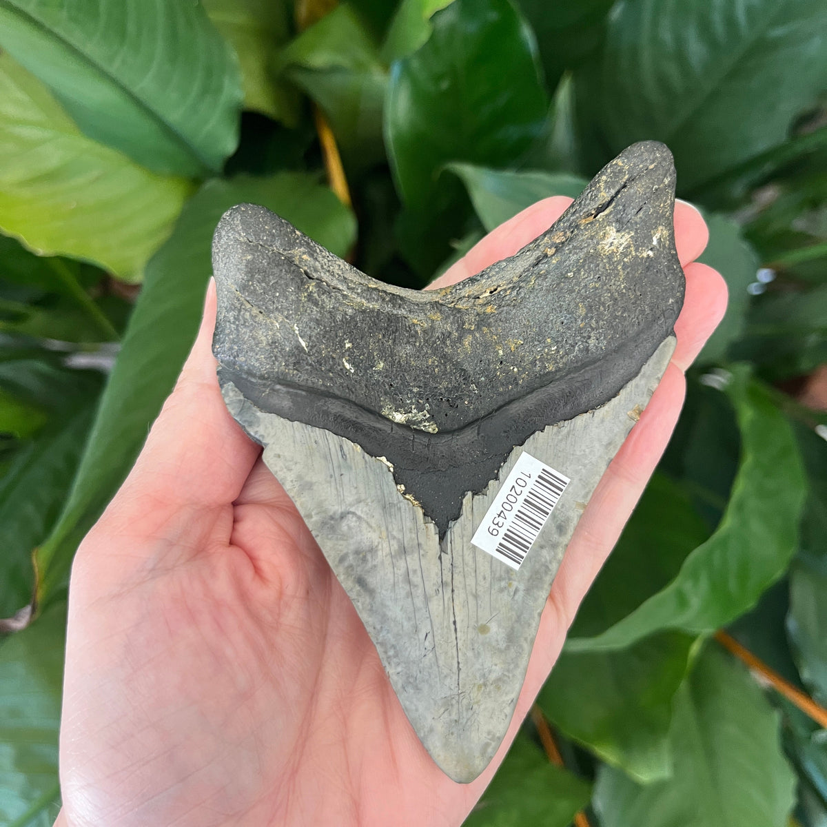 4.39” NC Meg