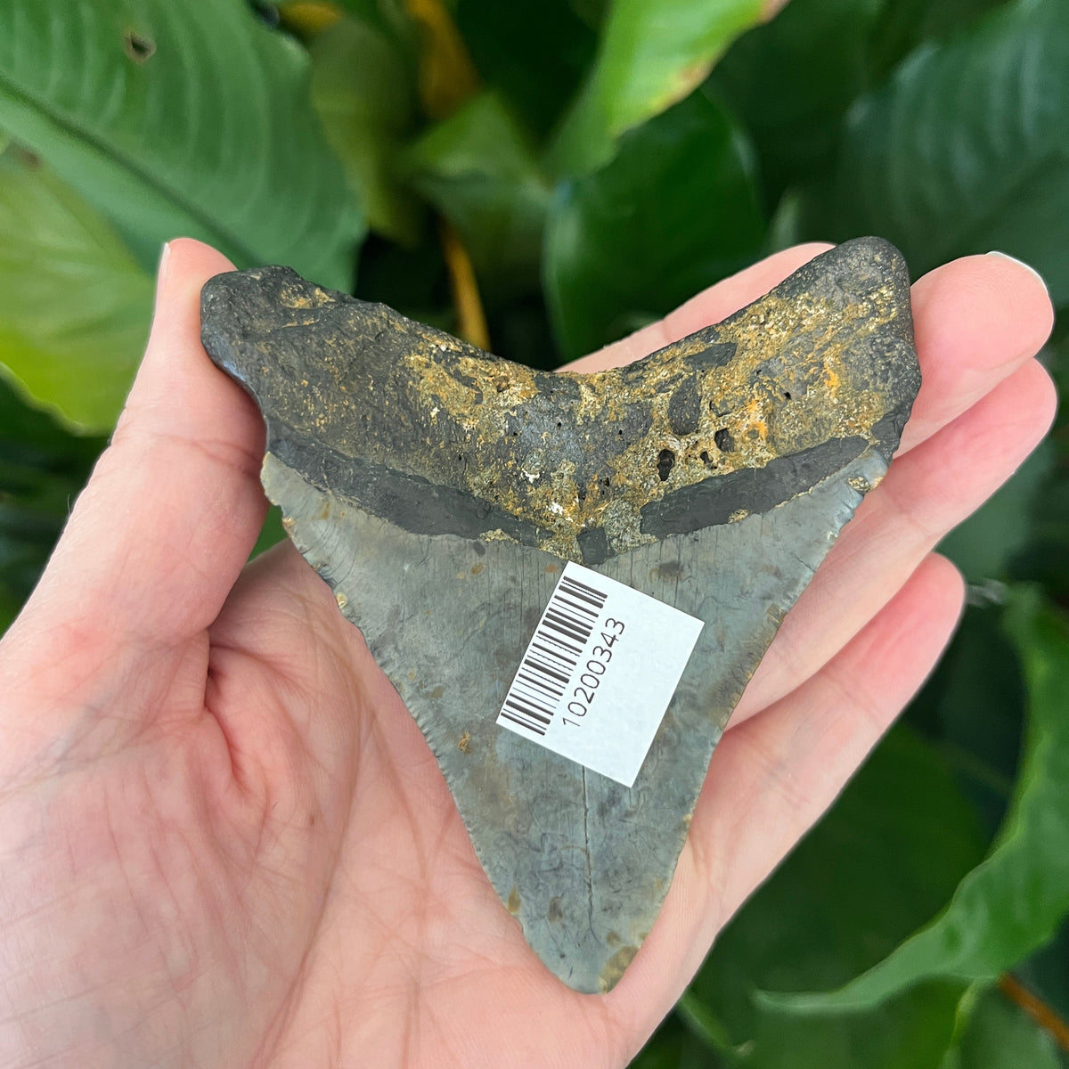 3.43” NC Meg