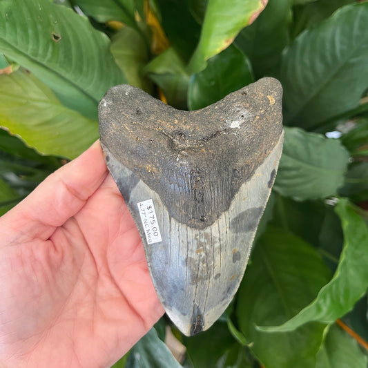 4.77” NC Meg
