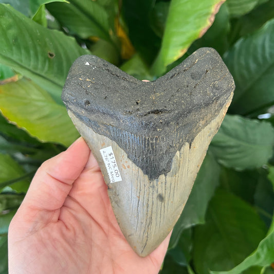 4.76” NC Meg