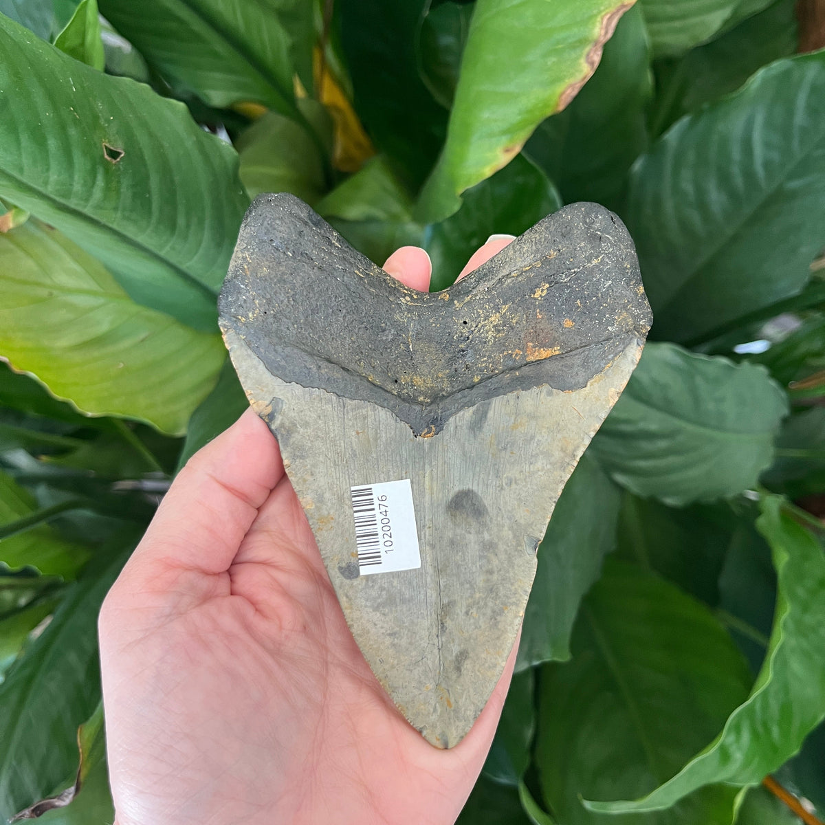 4.76” NC Meg