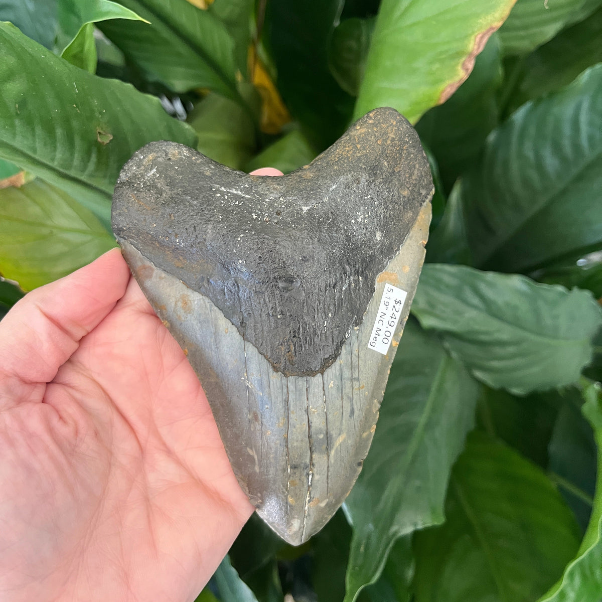 5.19” NC Meg
