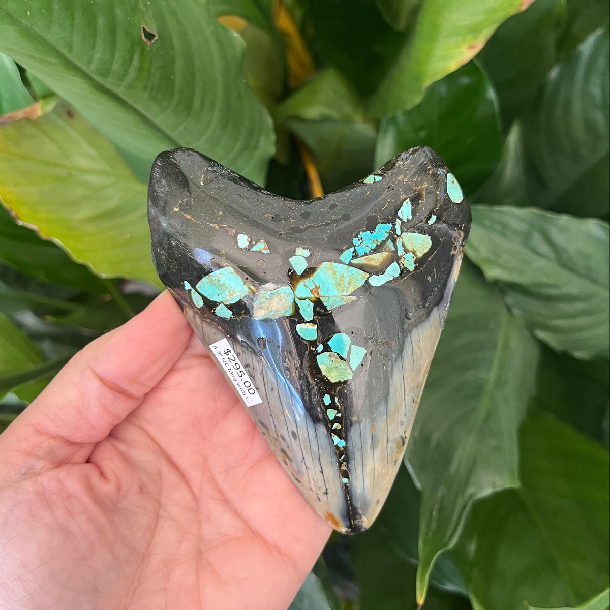 4.3” NC Meg with Turquoise Inlay