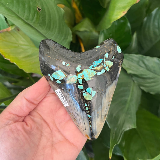 4.3” NC Meg with Turquoise Inlay