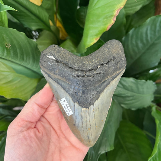 4.39” NC Meg