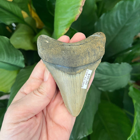 3.49” NC Meg