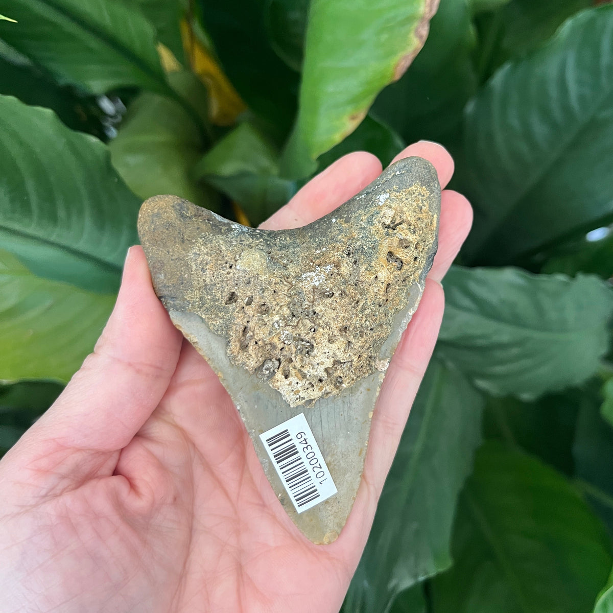 3.49” NC Meg