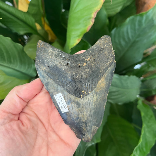 4.38” NC Meg