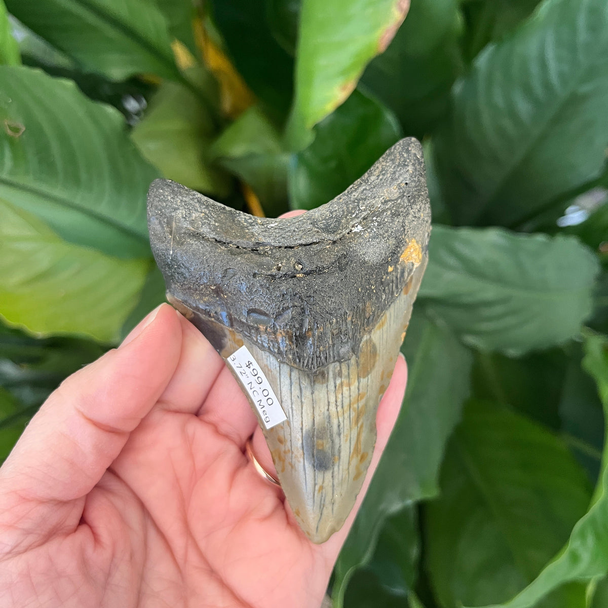 3.72” NC Meg
