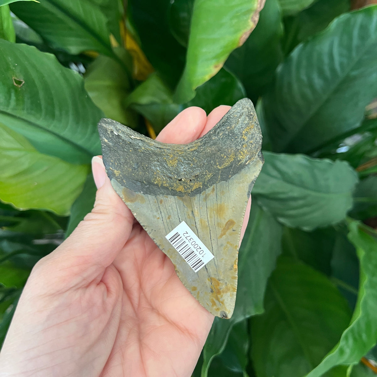 3.72” NC Meg