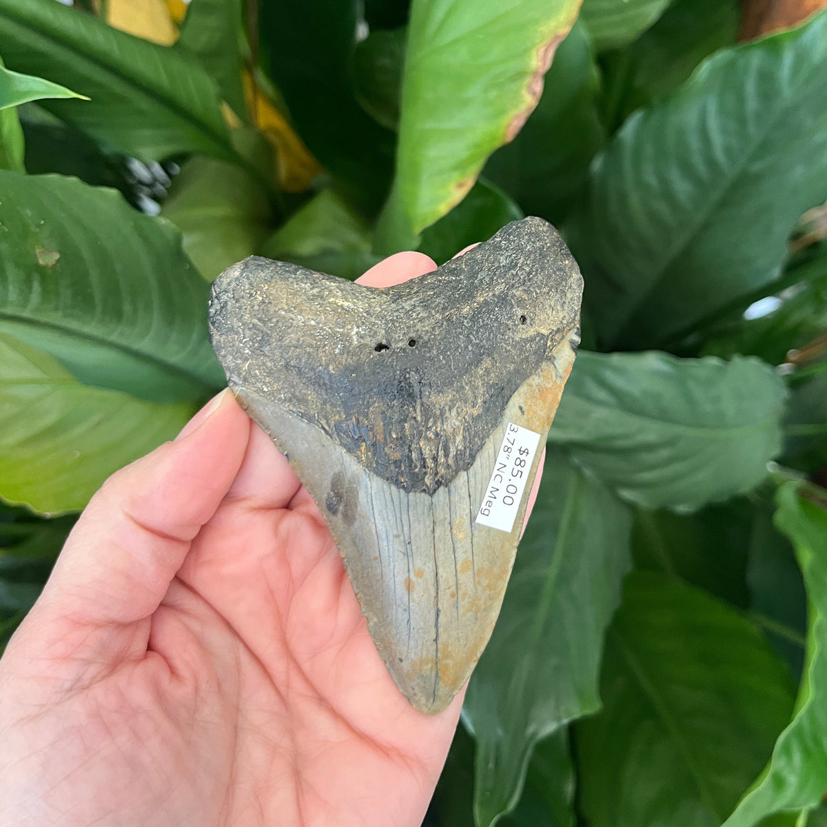 3.78” NC Meg