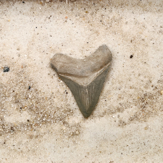 2.22" Megalodon from Bone Valley, FL