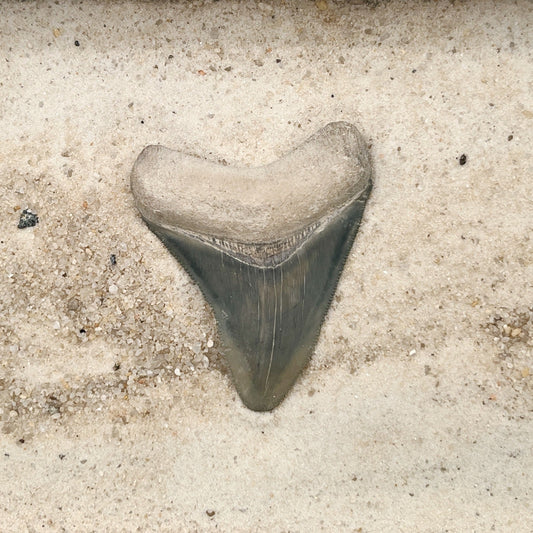 2.76" Megalodon from Bone Valley, FL