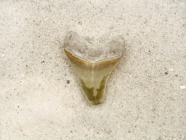 2.41" Megalodon from Bone Valley, FL