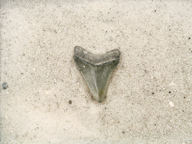 1.90" Megalodon from Bone Valley, FL