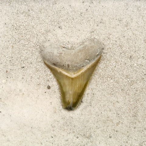 2.41" Megalodon from Bone Valley, FL