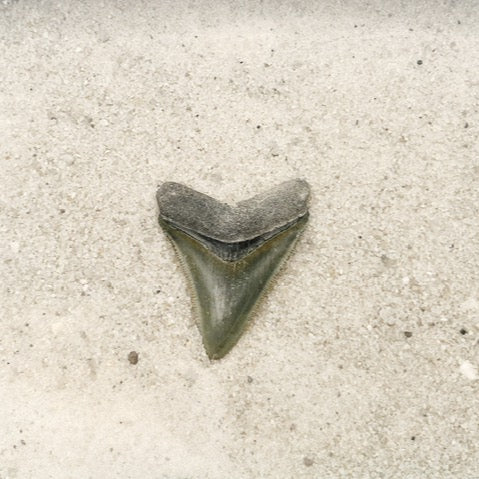 1.90" Megalodon from Bone Valley, FL