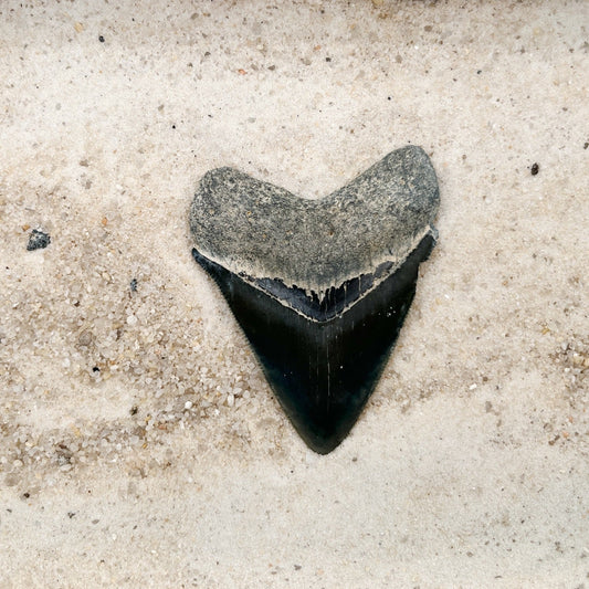 2.62" Megalodon from Bone Valley, FL
