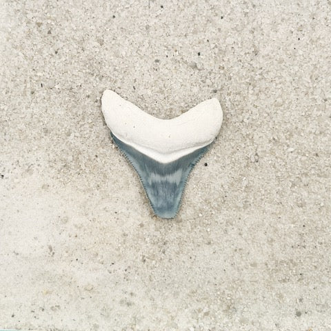 1.88" Megalodon from Bone Valley, FL