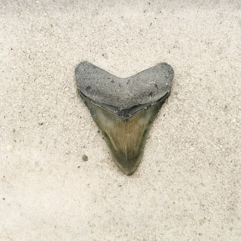 2.27" Megalodon from Bone Valley, FL