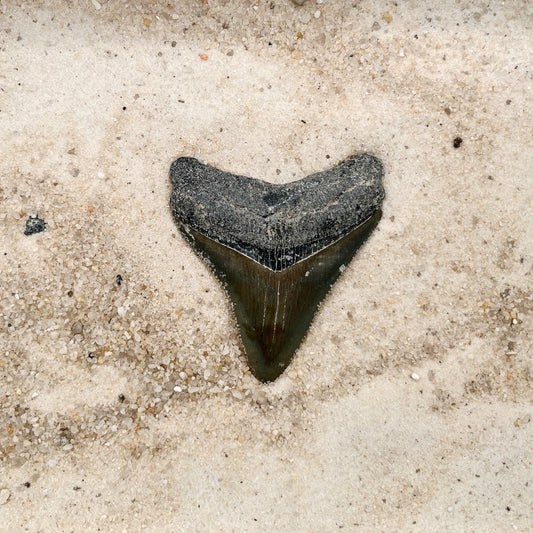 2.31" Megalodon from Bone Valley, FL