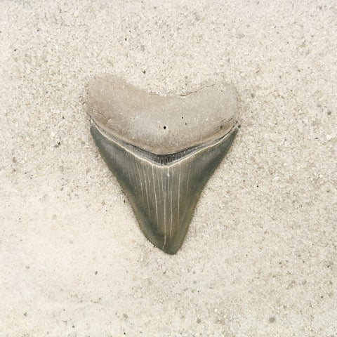 2.58" Megalodon from Bone Valley, FL