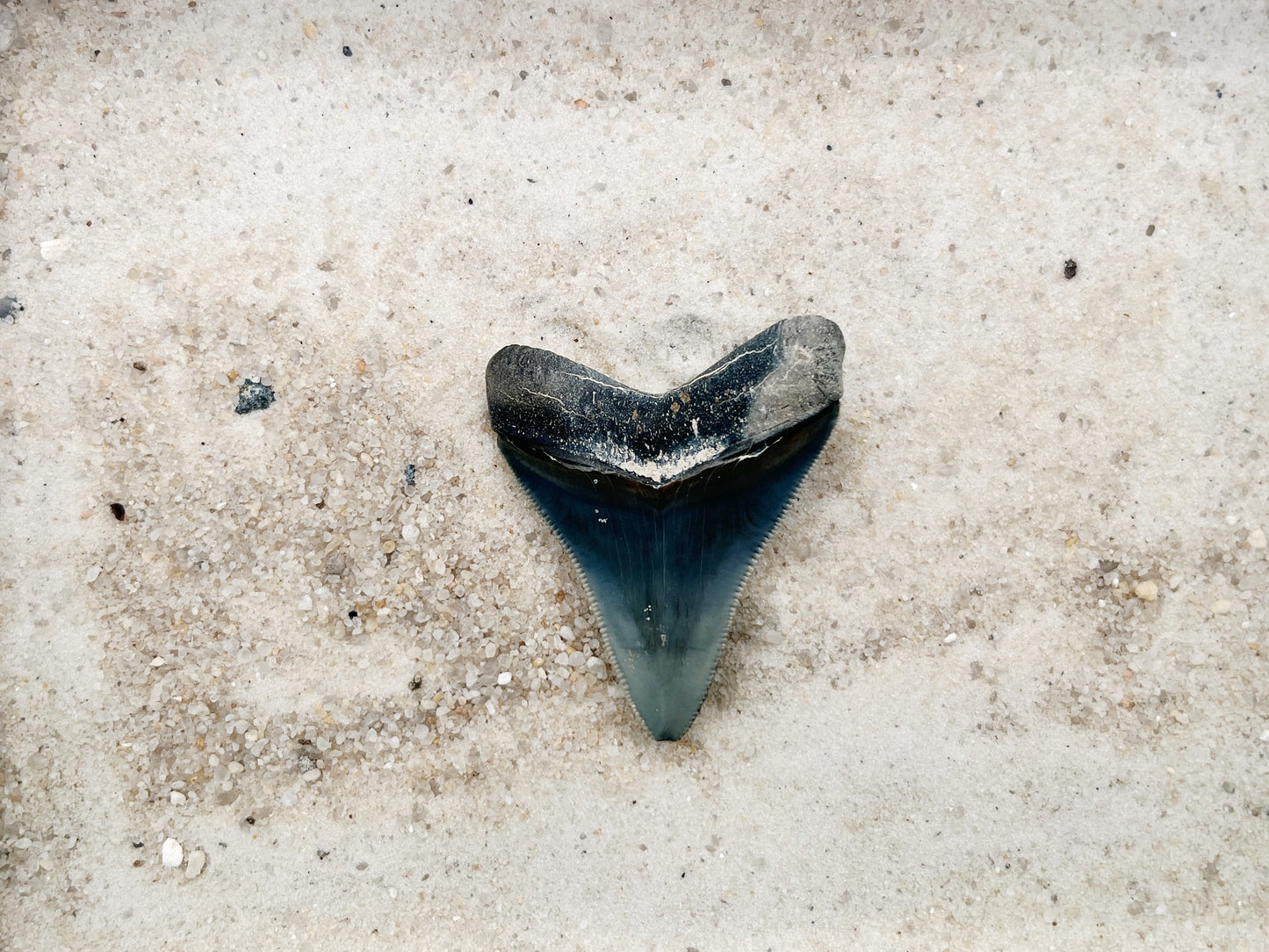 2.15" Megalodon from Bone Valley, FL