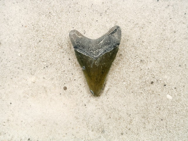 2.28" Megalodon from Bone Valley, FL