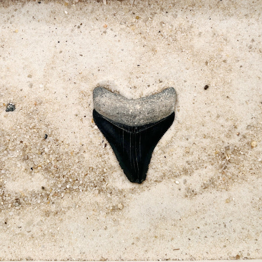 2.00" Megalodon from Bone Valley, FL