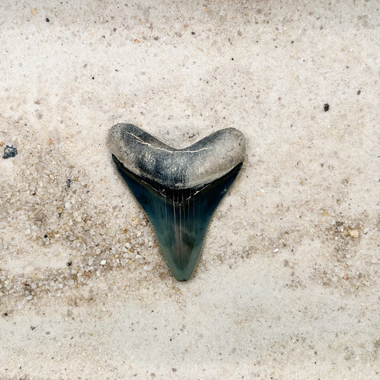 2.15" Megalodon from Bone Valley, FL