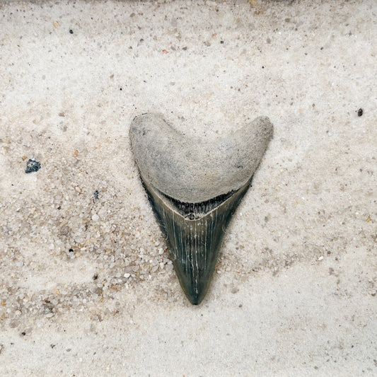 2.39" Megalodon from Bone Valley, FL
