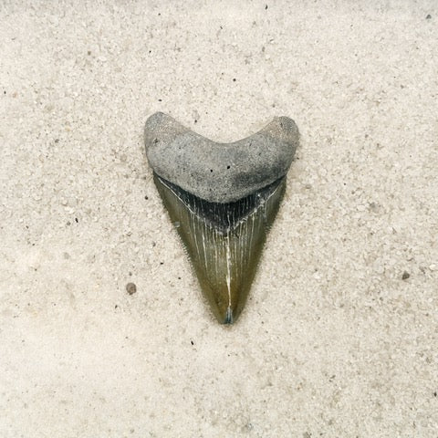 2.28" Megalodon from Bone Valley, FL
