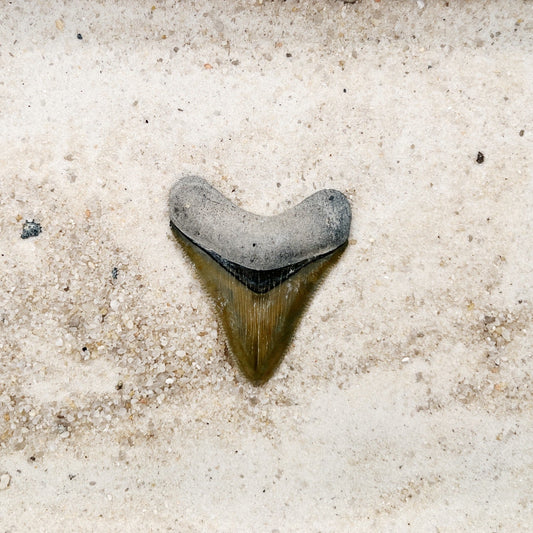 1.97" Megalodon from Bone Valley, FL