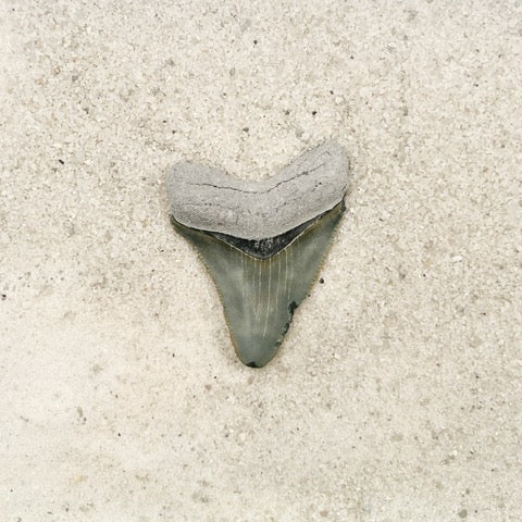 1.98" Megalodon from Bone Valley, FL