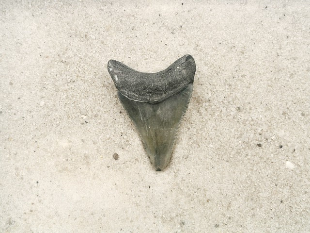 2.25" Megalodon from Bone Valley, FL
