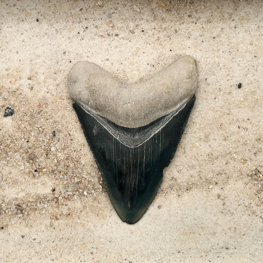 3.12" Megalodon from Bone Valley, FL