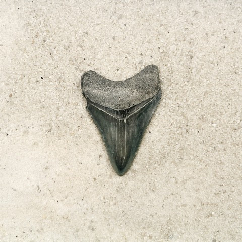2.13" Megalodon from Bone Valley, FL