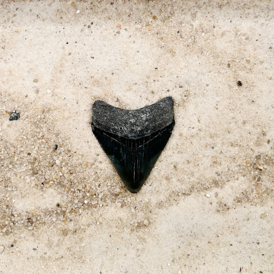 1.80" Megalodon from Bone Valley, FL