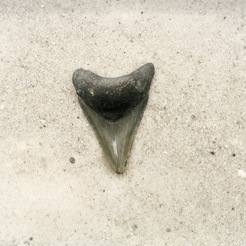 2.25" Megalodon from Bone Valley, FL