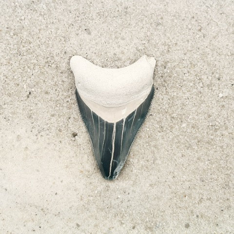 2.41" Megalodon from Bone Valley, FL