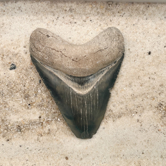 3.47" Megalodon from Bone Valley, FL
