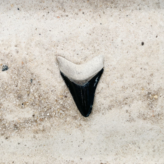 1.93" Megalodon from Bone Valley, FL