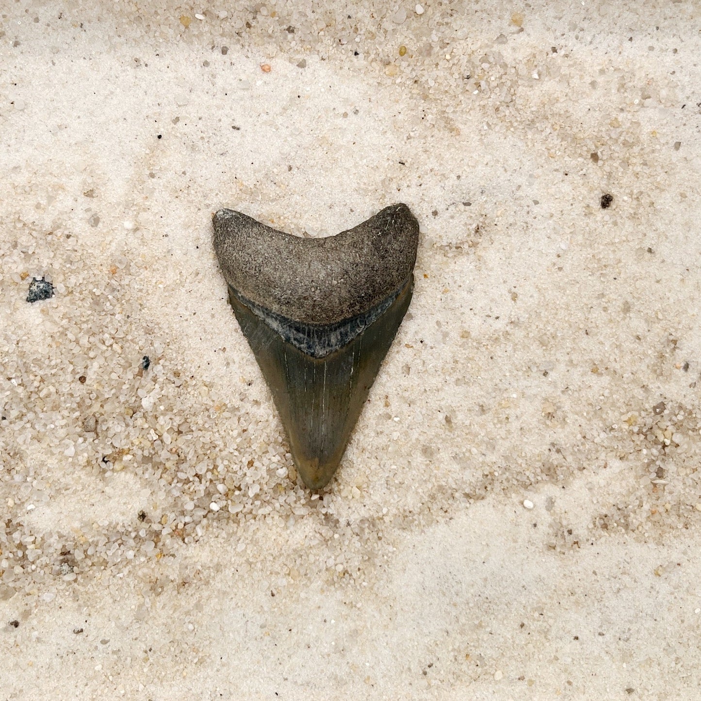 2.01" Megalodon from Bone Valley, FL