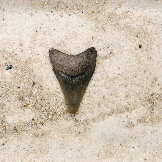 2.01" Megalodon from Bone Valley, FL
