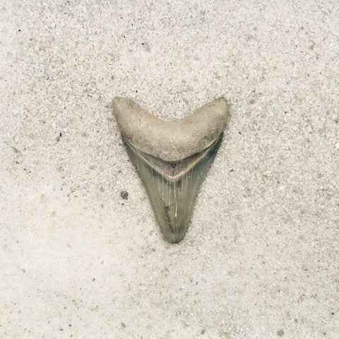 1.99" Megalodon from Bone Valley, FL