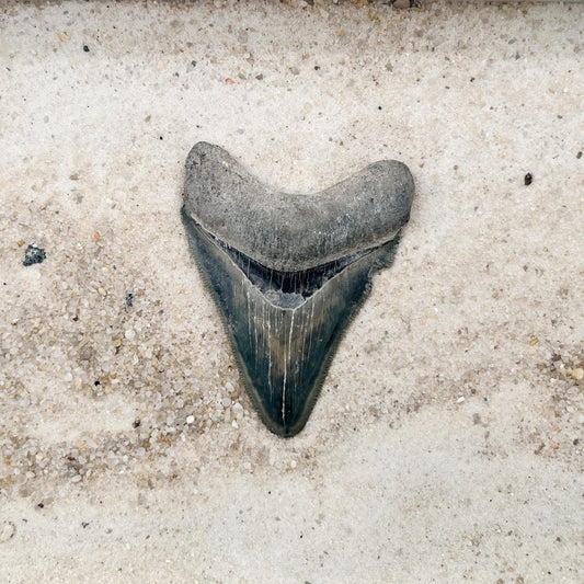 2.49" Megalodon from Bone Valley, FL