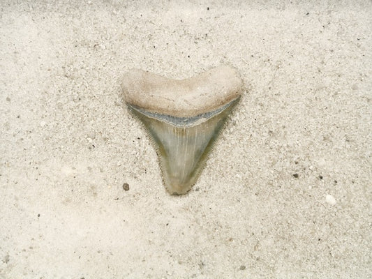 2.32" Megalodon from Bone Valley, FL